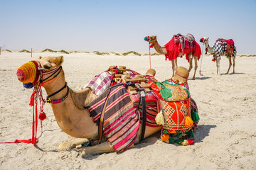 Colorful camels on desert