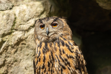 An eagle owl looks into the distance