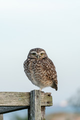 owl in a wood fence