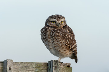 owl in a wood fence
