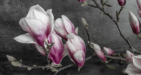 Wunderschölner Magnolienzweig Magnolie