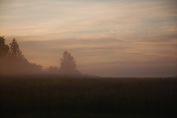 fog in the field against the forest