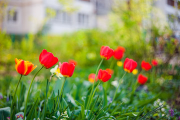 field of red tulips