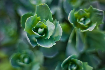 green leaves macro