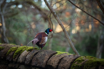 Game bird, male pheasant isolated against a bokeh background