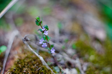 small blue flowers macro