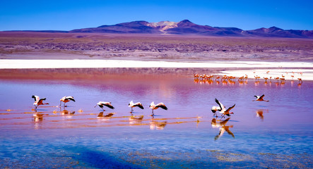Amazing red Laguna Colorada scenery with flock of beautiful flamingos in mountanious Bolivia © Ievgen Skrypko