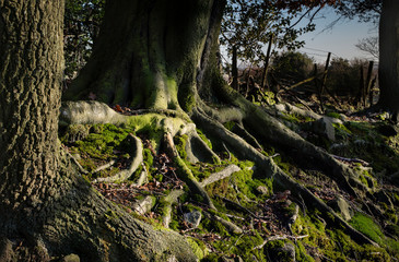 Winter Woodland Landscape