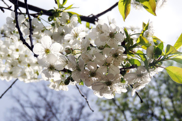 early spring trees and flowers bloom