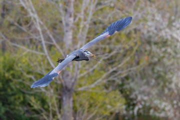 Great Blue Heron Wading in Shallow Water