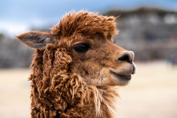 Fototapeta premium Closeup view of brown lama on the blurred background in Sacsayhuaman