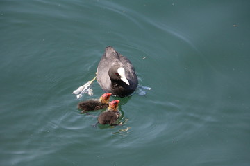 Fulica atra and chicks on Lake Maggiore, Italy
