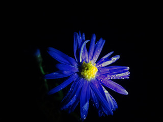 blue flower on black background
