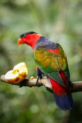 Black capped lory on tree branch