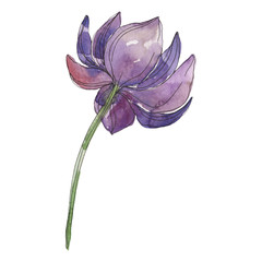 Purple lotus foral botanical flower. Watercolor background illustration set. Isolated lotus illustration element.