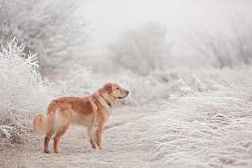 Golden Retriever Type Dog Standing on Frosty Trail.
