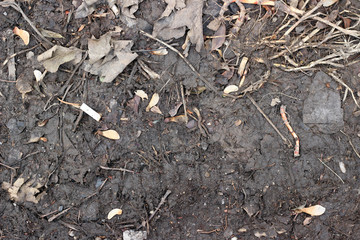 Muddy asphalt debris leaves rain pavement surface texture