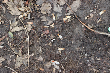 Muddy asphalt debris leaves rain pavement surface texture