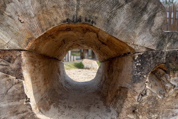 tree stump with hole inside