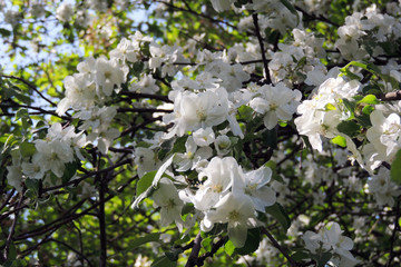 early spring trees and flowers bloom