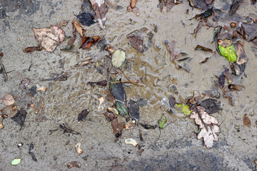 Muddy asphalt debris leaves rain pavement surface texture