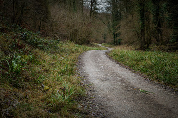 Winter Woodland Landscape