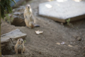 meerkat on a rock