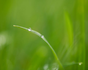 Green Grass and Water Drop