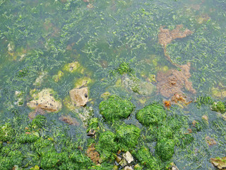 green algae close up