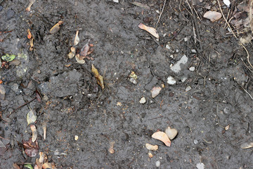 Muddy asphalt debris leaves rain pavement surface texture