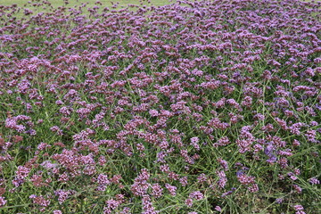 Obraz premium Pink flowers of Argentine vervain