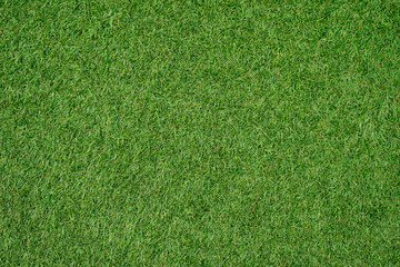 Green lawn for background.Green grass background. texture. top view.