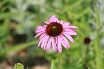 Close up of Echinacea purpurea flower in summer