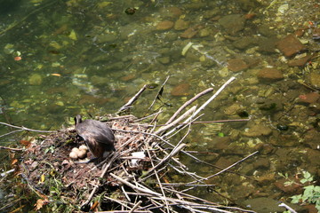 Brood nest of Podiceps cristatus couple on Lake Maggiore, Piedmont Italy