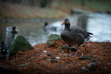 Greylag Goose