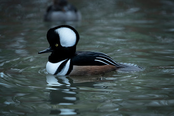 Hooded Merganser Duck