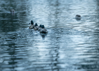 White faced Whistling Duck