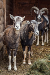 Naklejka na ściany i meble Goats on the farm.
