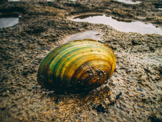 Razor clam in the beach