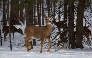 Winter Deer