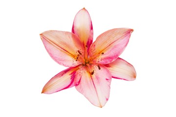 pink lily flowers and green leafs isolated. lily flowers. lily flowers isolated on white background