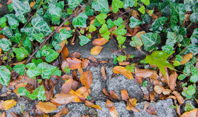  Ivy with old stone as background