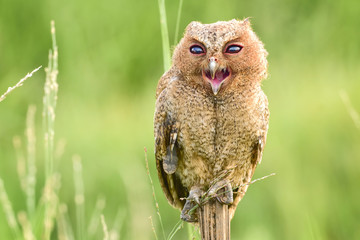 Owlet
