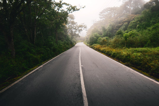 Rain forest road