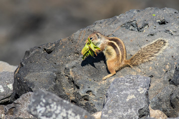  Barbary ground squirrel