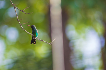 Colibrí enano 
