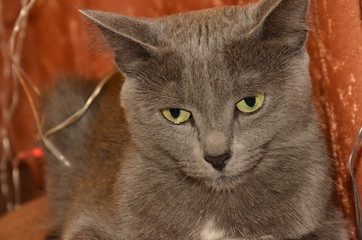 Cat breed the Russian blue with large, expressive, greens eyes, lying on couch in lights garland.