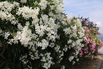 White and pink blooming Nerium oleander at Pallanza Verbania at Lake Maggiore, Italy