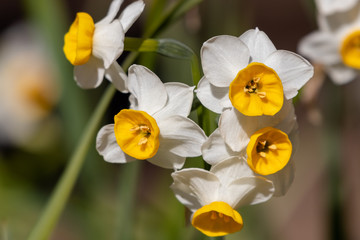 Fototapeta premium Narcissus blooming in the park in Sumida Ward, Tokyo, Japan