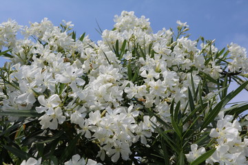 Oleander flowers in summer at Lake Maggiore, Italy